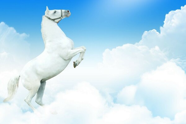 White horse in the sky