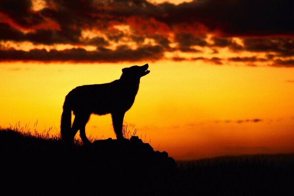 Silhouette d un animal au coucher du soleil du jour