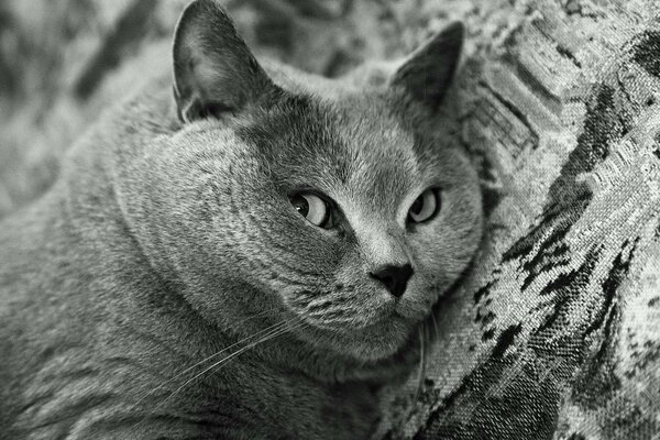 Regard curieux d un chat à poil lisse