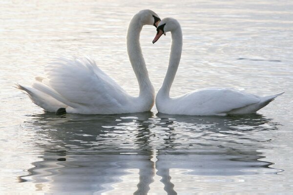 Two swans on the water surface of the lake