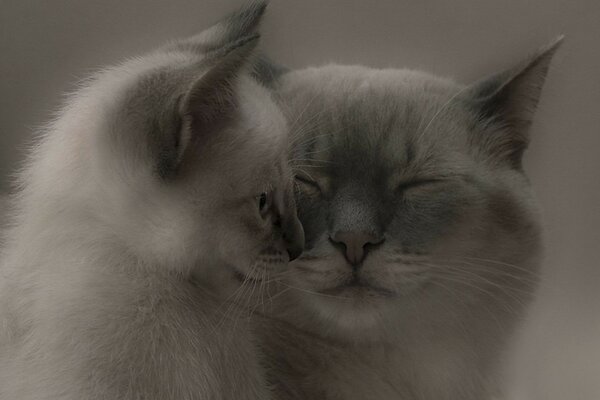 Deux chatons mignons, tendresse