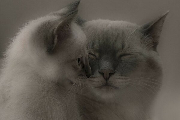 İki sevimli kedi yavrusu, hassasiyet