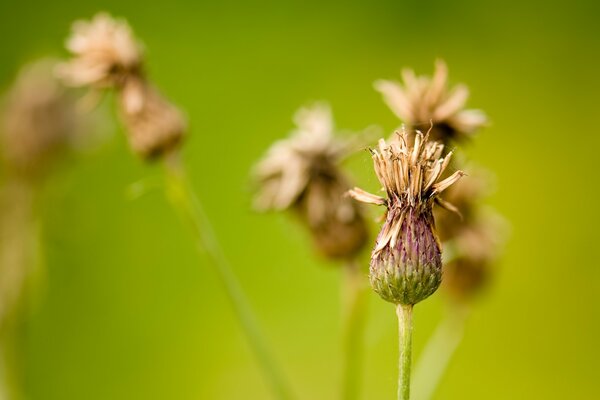 Closed buds of wild flowers