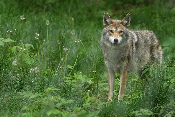 Dzikie zwierzę na trawie na wolności