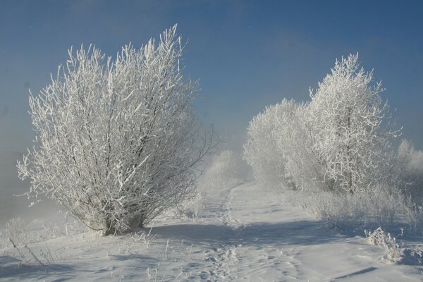 Verschneite Waldlandschaft im Winter