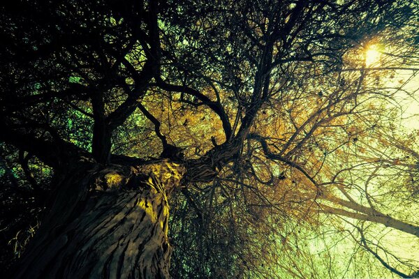 Da grande vecchio albero vertigini