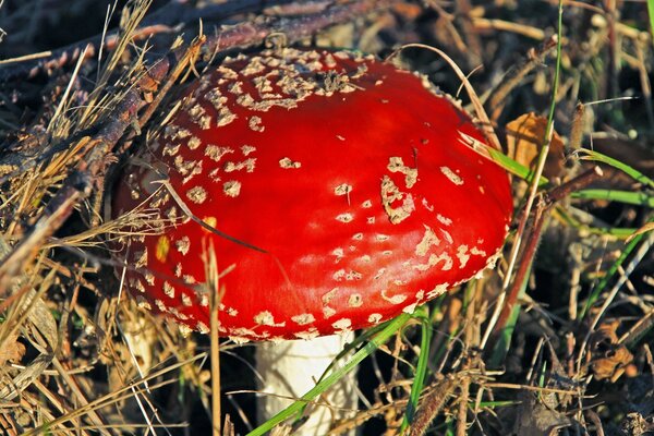 Toadstool mushroom growing in the grass