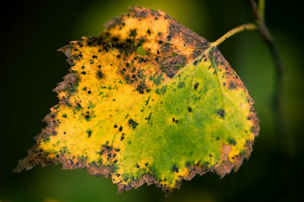 Triste hoja de otoño solitario