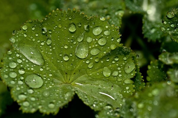 Drops of morning race on bright green leaves