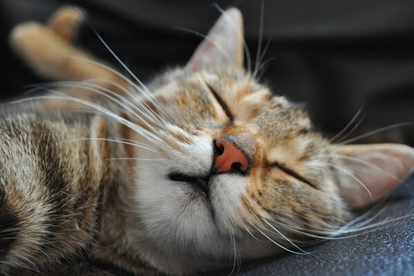 El gato duerme Dulcemente. Gato de cerca, con bigote largo