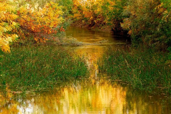 A river overgrown with grass between trees