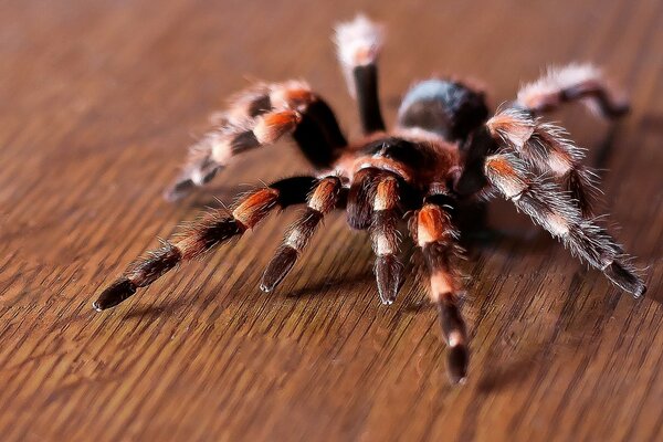 Włochaty pająk tarantula niebezpieczeństwo zgryz strach