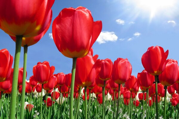 Photo of tulips in the open sky