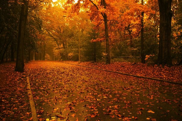 Autumn alley in crimson tones