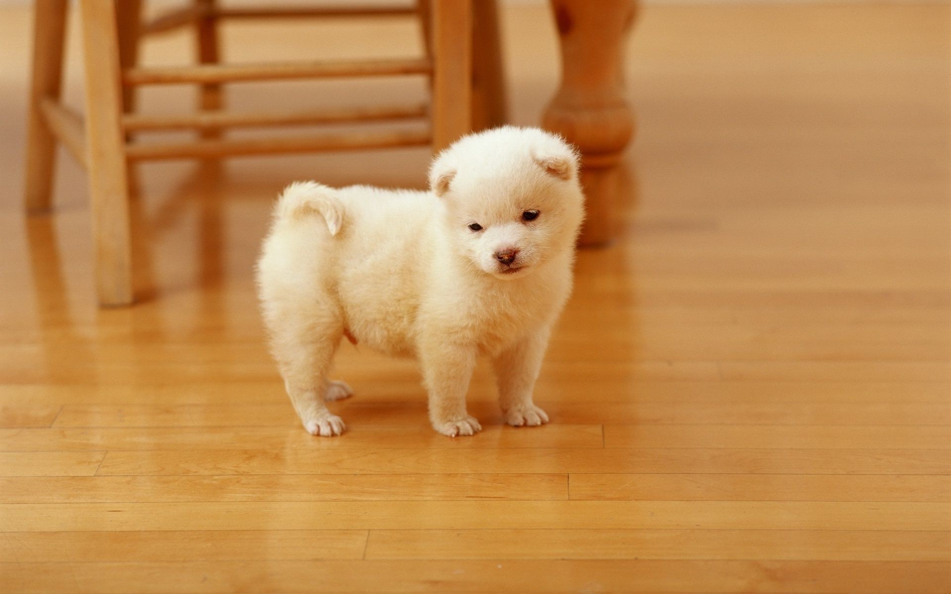 cão mamífero fofa cão retrato bebê solteiro animal de estimação