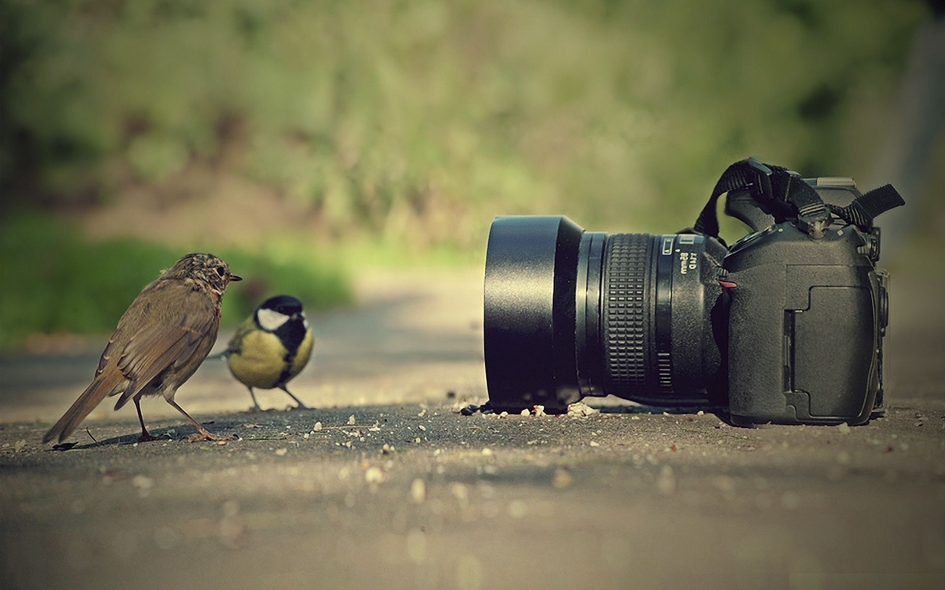 hayvanlar kuş objektif bir plaj telefoto açık havada zoom