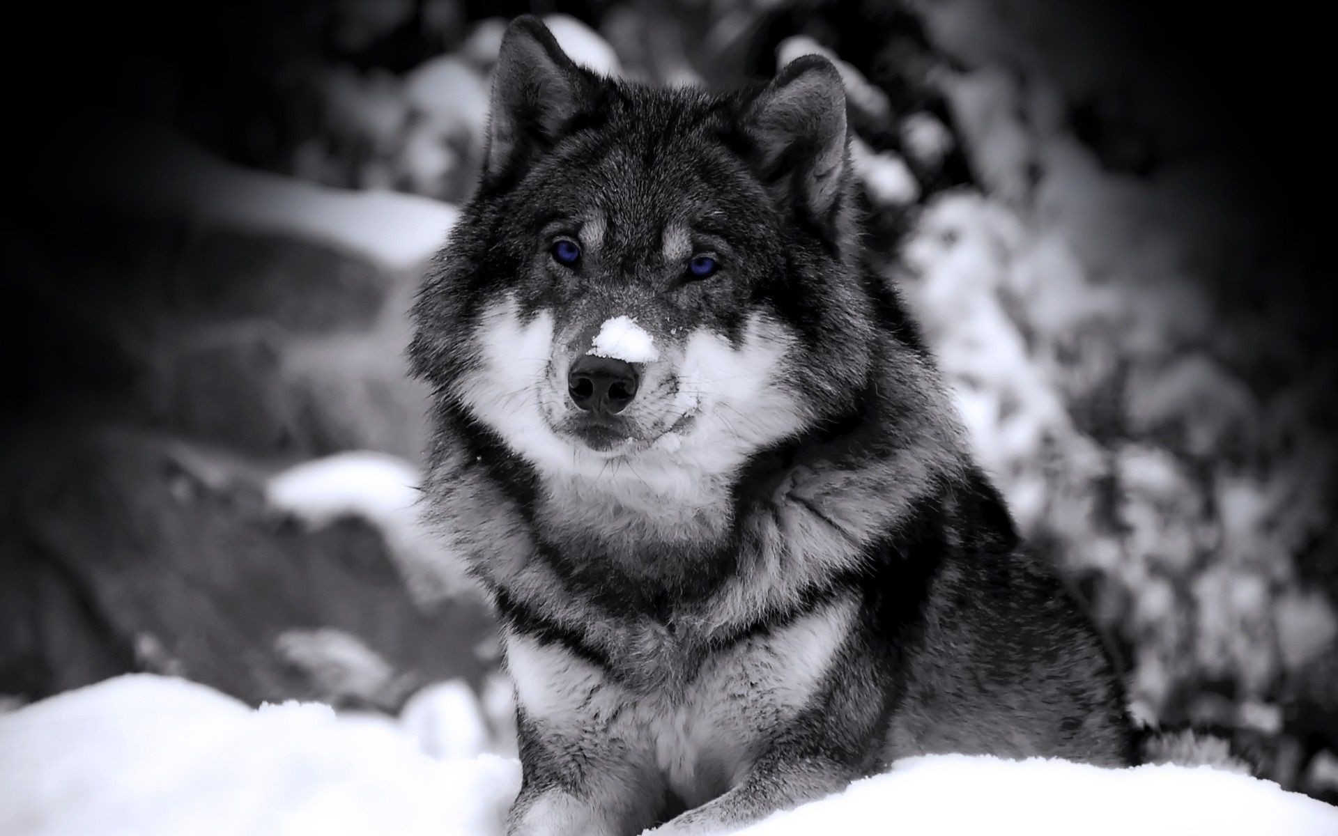 animali mammifero ritratto canino cane inverno lupo neve uno occhio