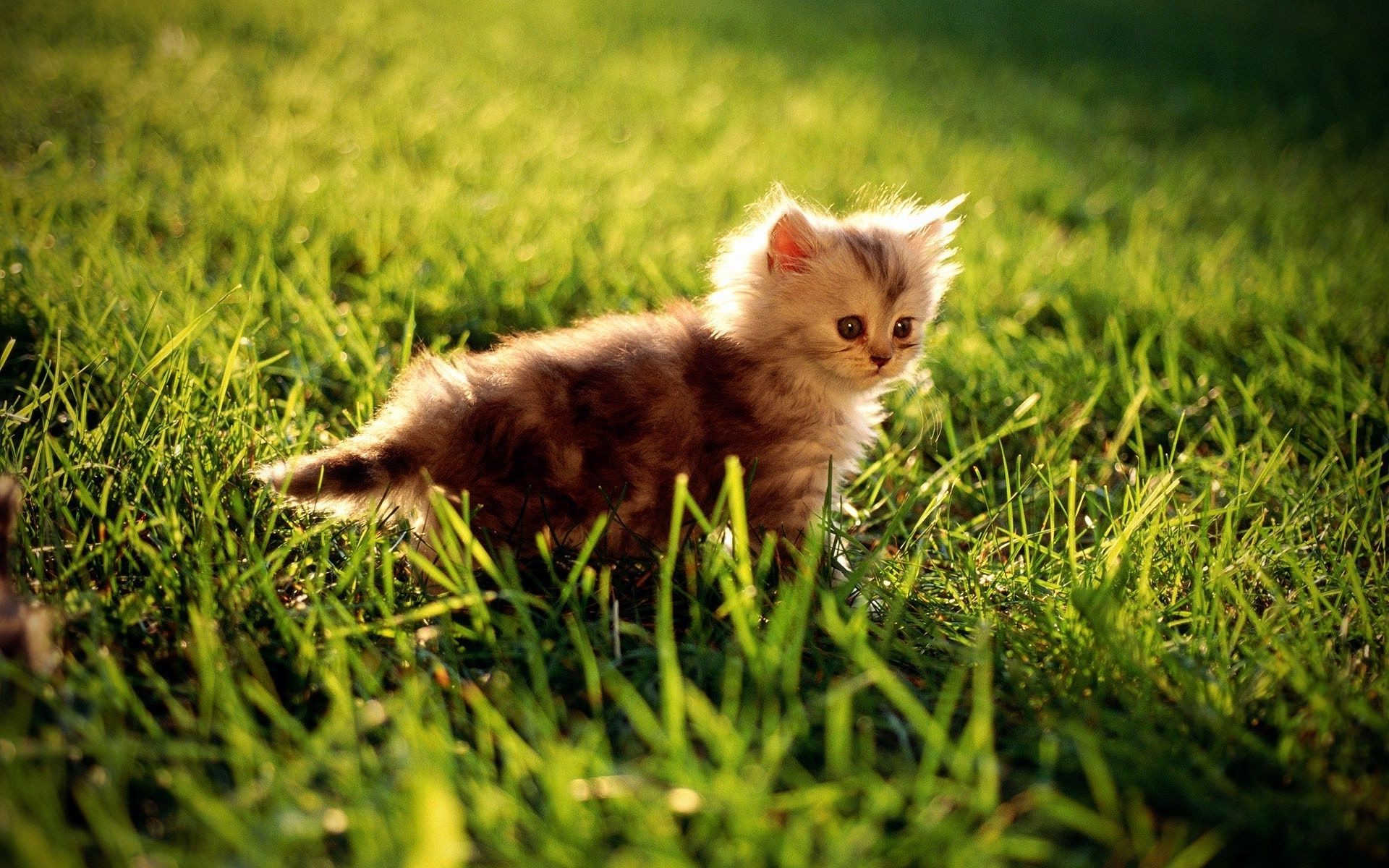 chat herbe animal mignon chat petit foin champ jeune nature mammifère animal de compagnie fourrure enfant chaton portrait