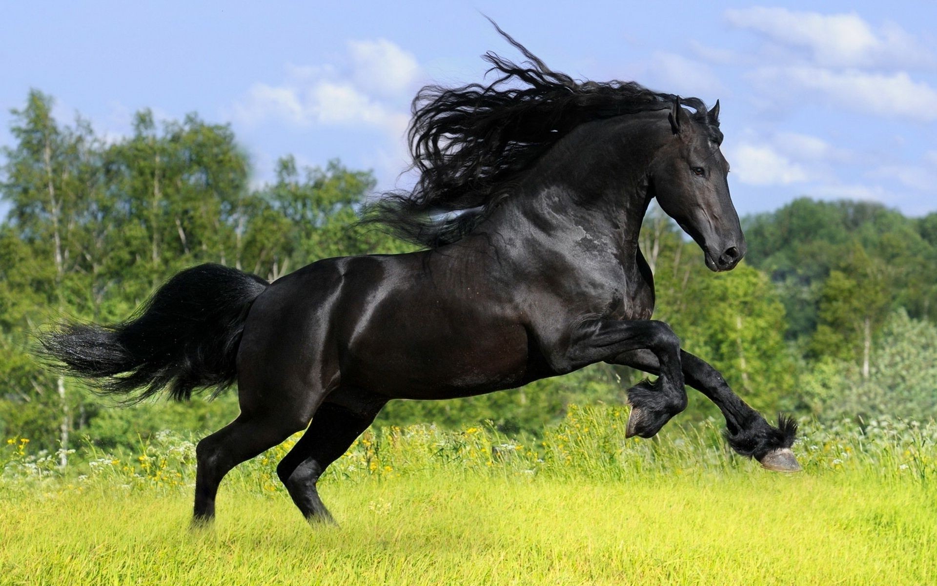 horses mammal cavalry horse mare stallion equestrian mane animal grass equine hayfield field farm pasture gallop pony thoroughbred sitting grassland