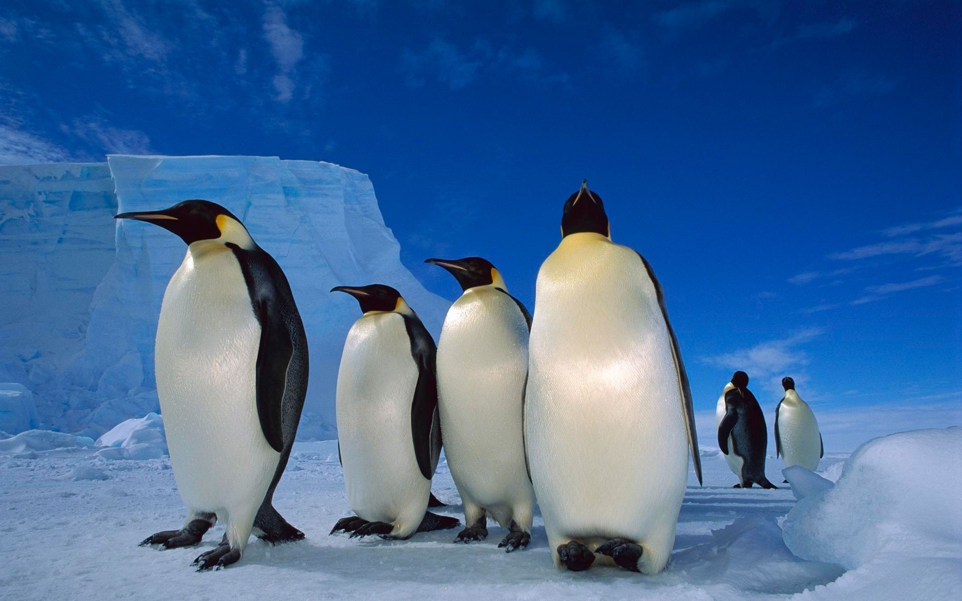пингвин пингвины морозный снег холодная лед дикой природы птица зима полярный антарктике айсберг природа на открытом воздухе океан путешествия море замороженные воды