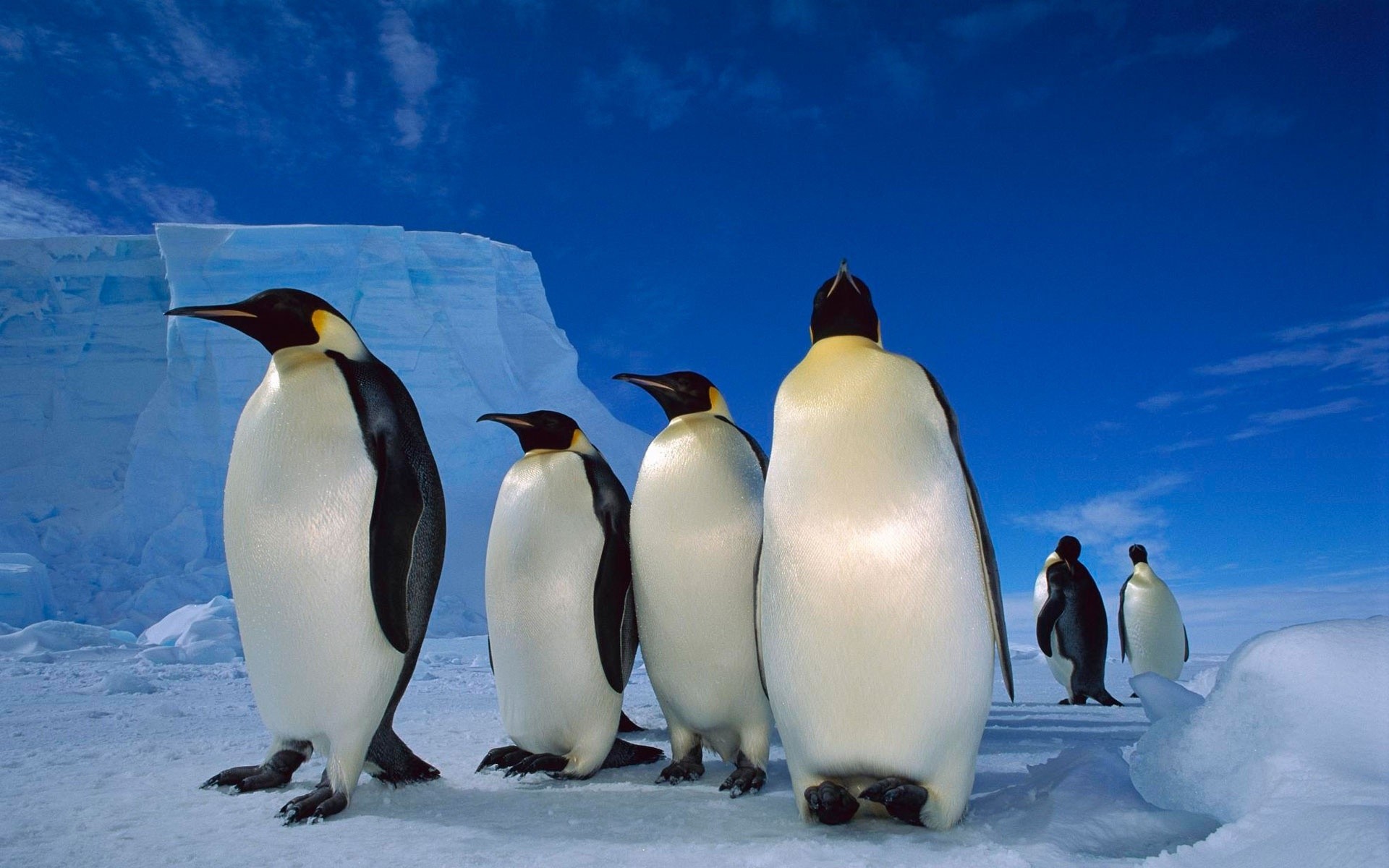 penguen penguenler ayaz kar soğuk buz yaban hayatı kuş kış kutupsal antarktika buzdağı doğa açık havada okyanus seyahat deniz donmuş su