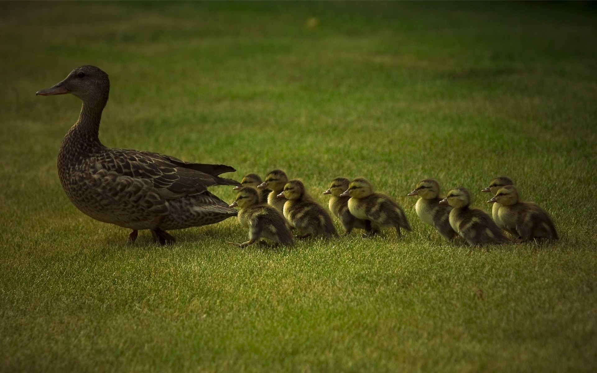 küken gans ente vogel wasservögel vögel wildtiere gras tier entlein natur stockente tiere