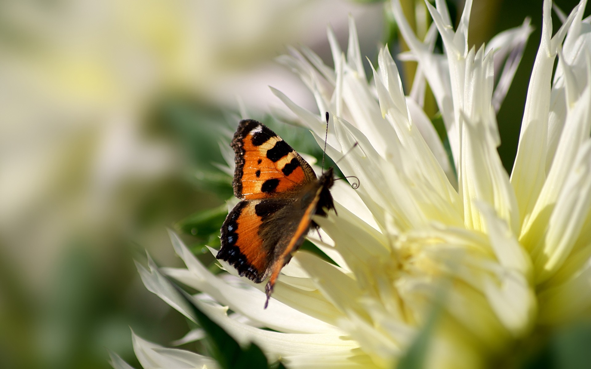 insetti natura fiore estate insetto flora giardino farfalla foglia vivid all aperto sfondo