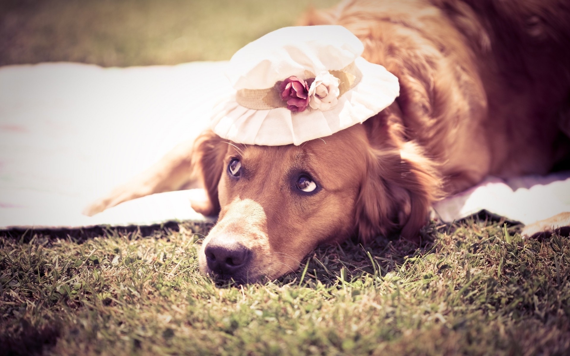 perros lindo perro mamífero animal mascota retrato hierba naturaleza solo perro joven al aire libre viendo cachorro animales