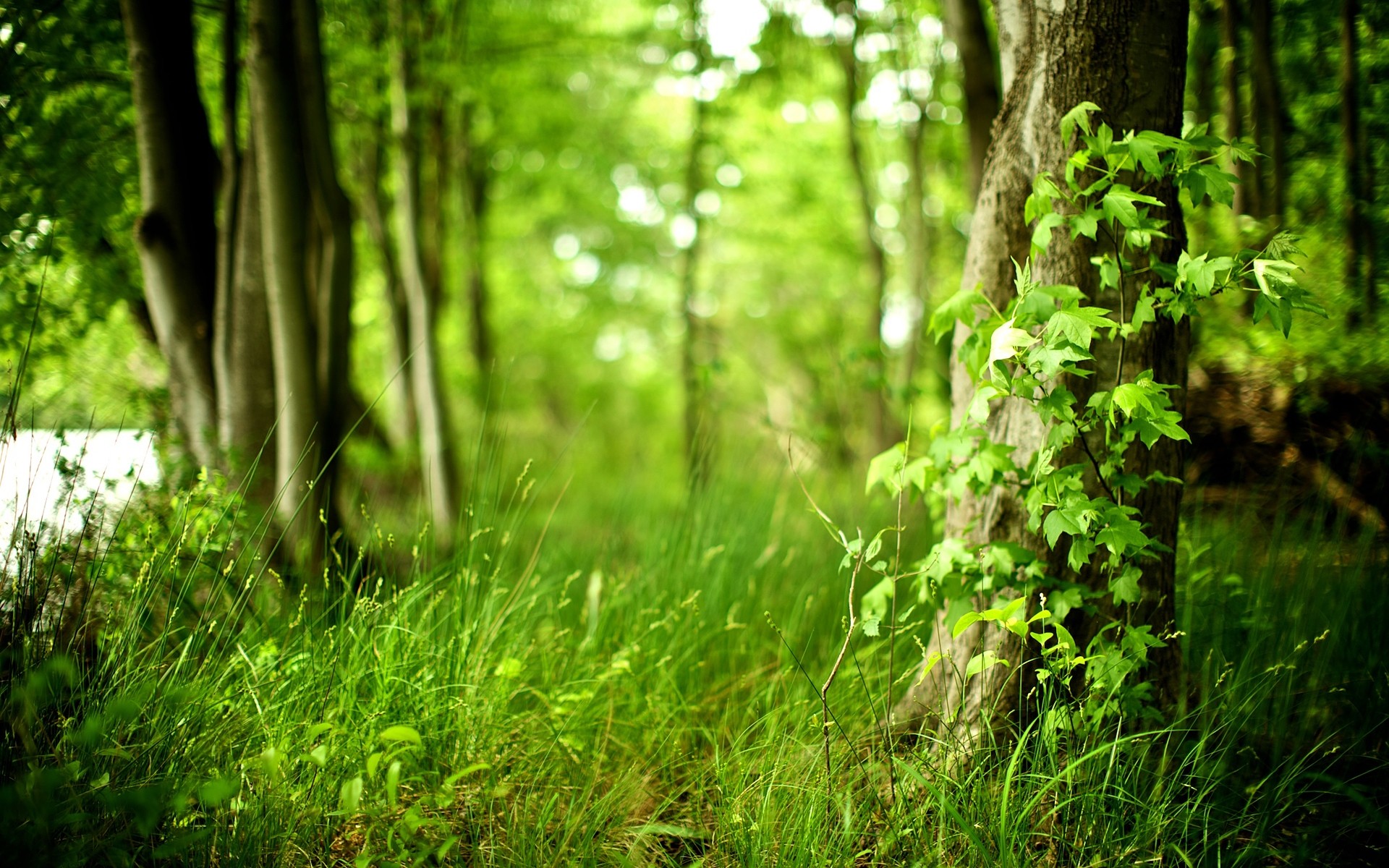 spring wood nature leaf tree park landscape grass summer dawn outdoors fair weather sun flora growth environment lush scenary flower