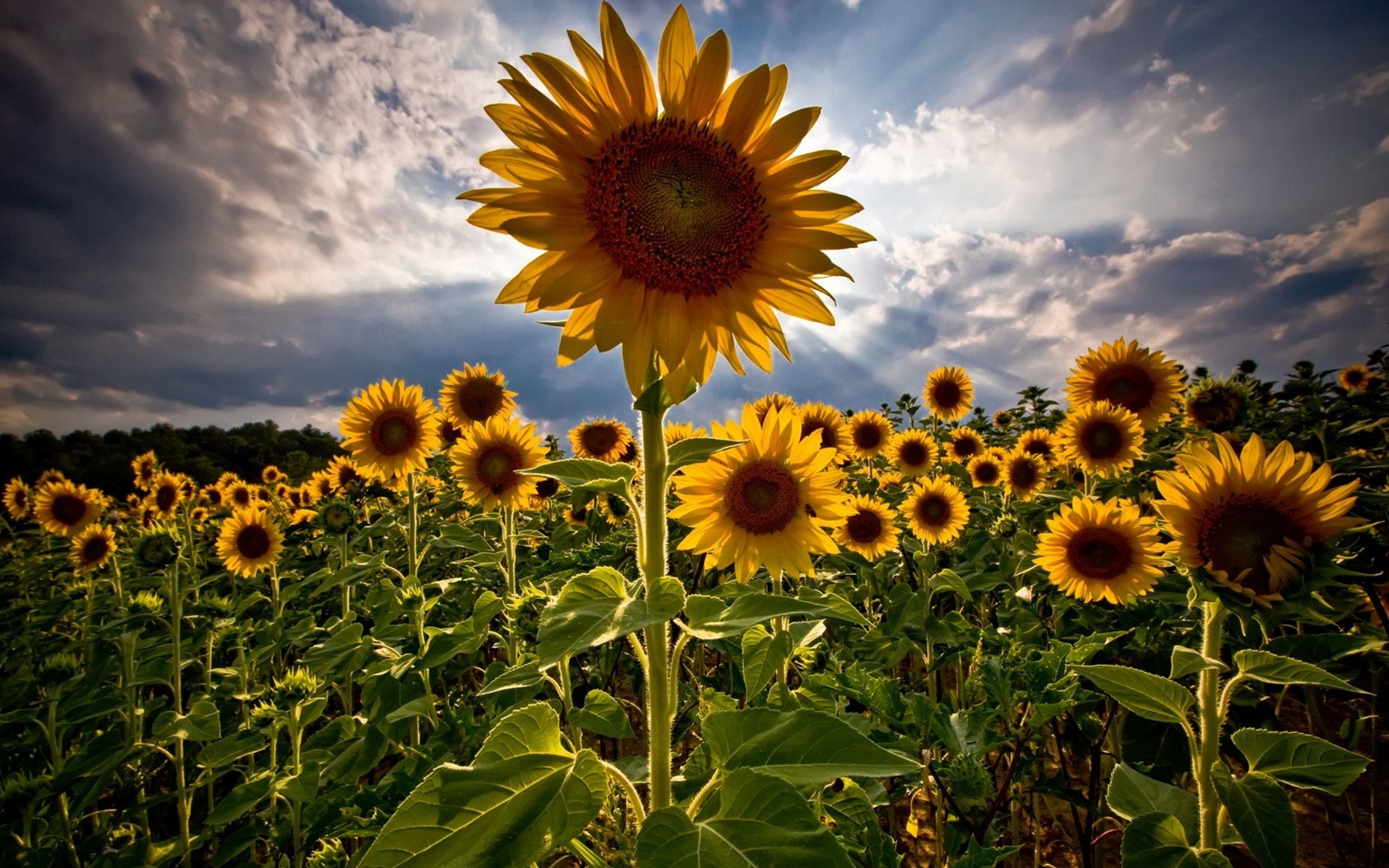 blumen natur flora sonnenblume sommer blume feld blatt sonne hell ländlich wachstum sonnig landwirtschaft gutes wetter farbe blumen saison schön samen