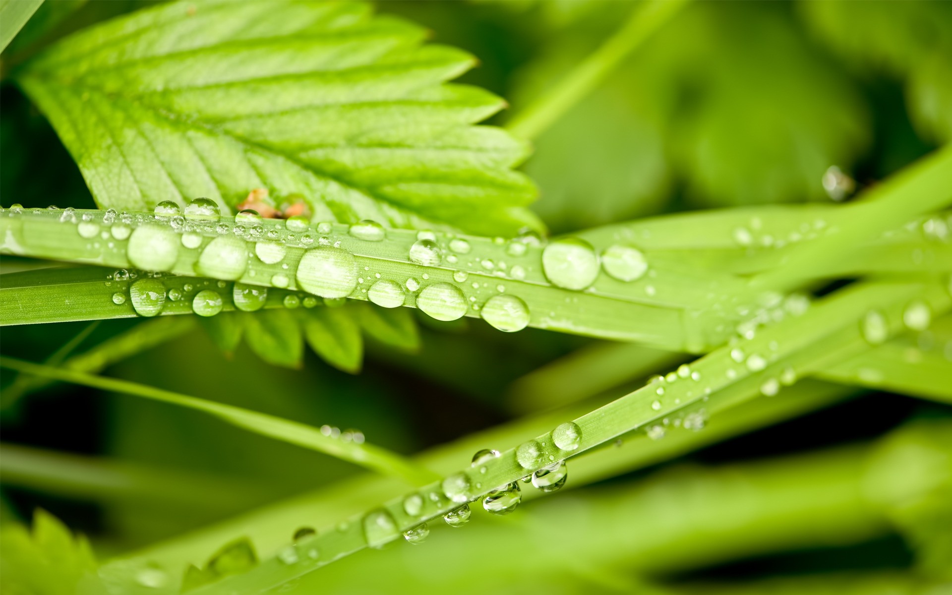 植物 露水 叶 雨 秋天 植物 生长 自然 湿 滴 滴 新鲜 清洁 花园 环境 夏天 水