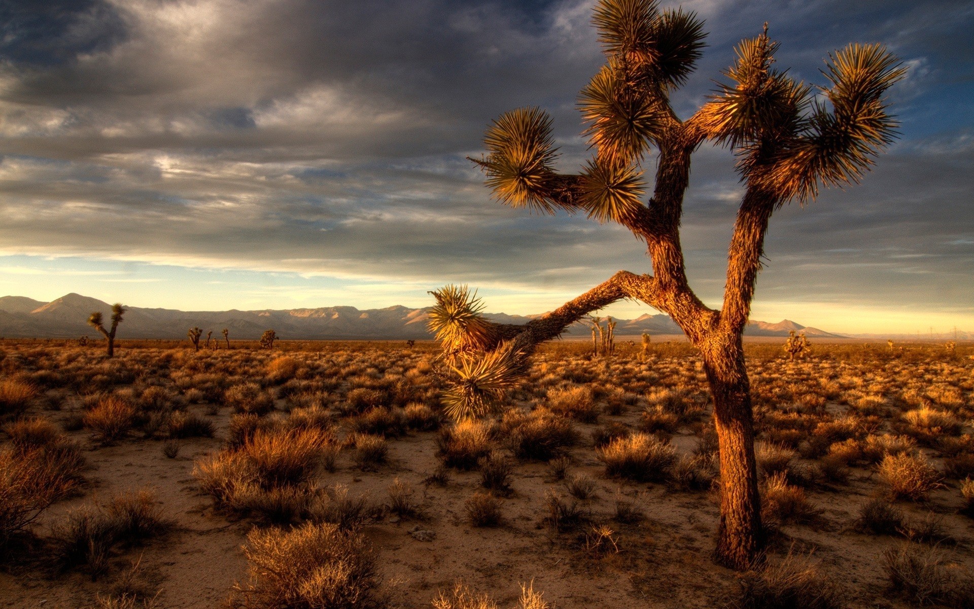 paesaggio deserto tramonto paesaggio secco albero natura cielo all aperto alba sera arid sole crepuscolo sfondo scenico