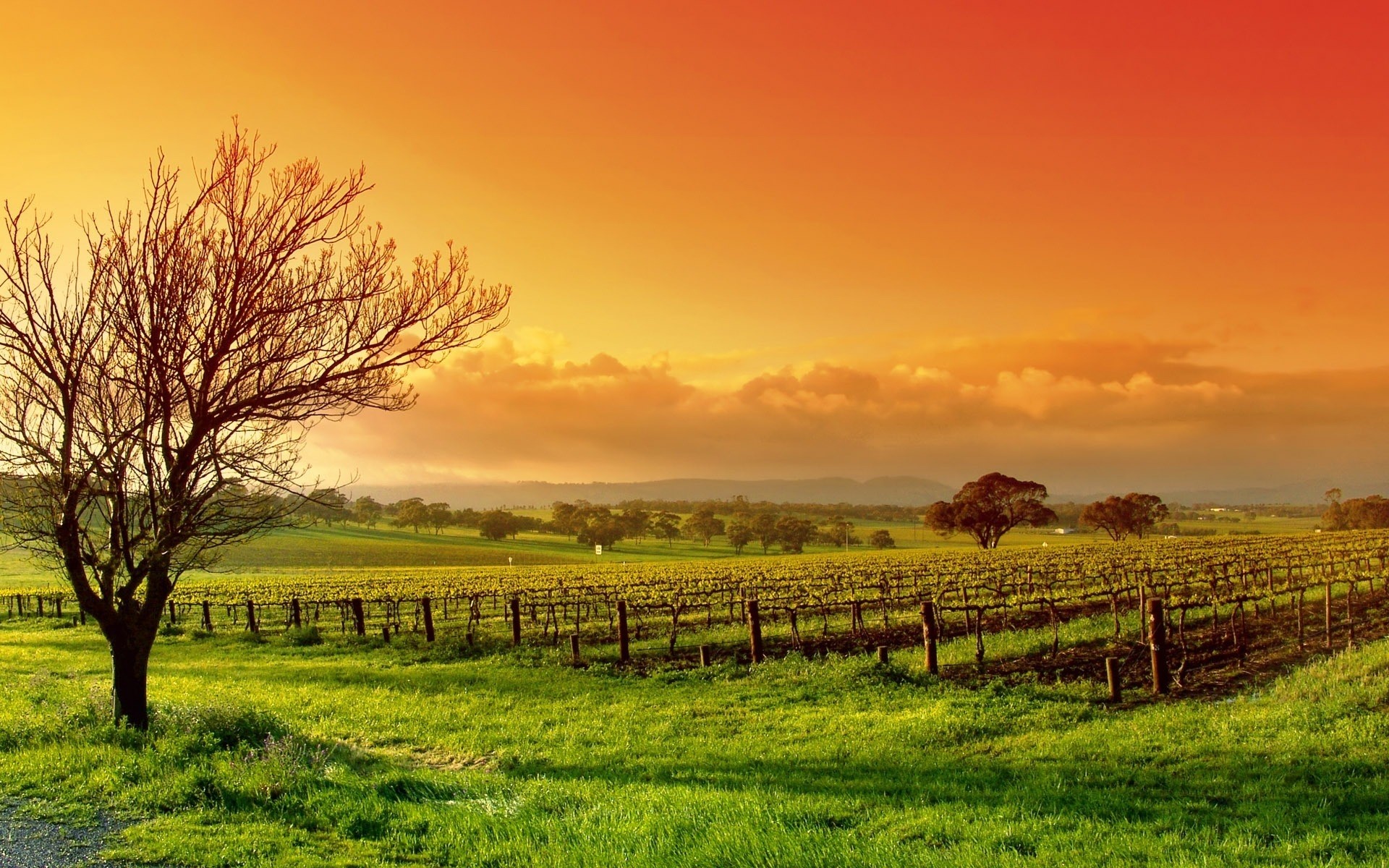 paysage paysage nature arbre rural campagne champ à l extérieur l agriculture aube herbe coucher de soleil ciel soleil beau temps terres cultivées été arbres fond