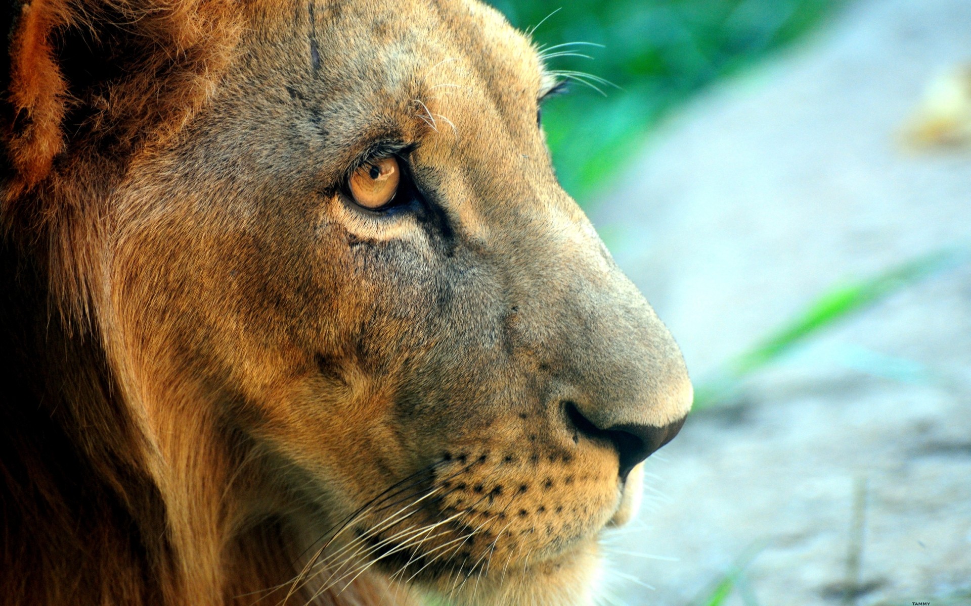 zwierzęta przyroda ssak kot natura zwierzę zoo lew futro portret oko dziki safari duży drapieżnik myśliwy niebezpieczeństwo