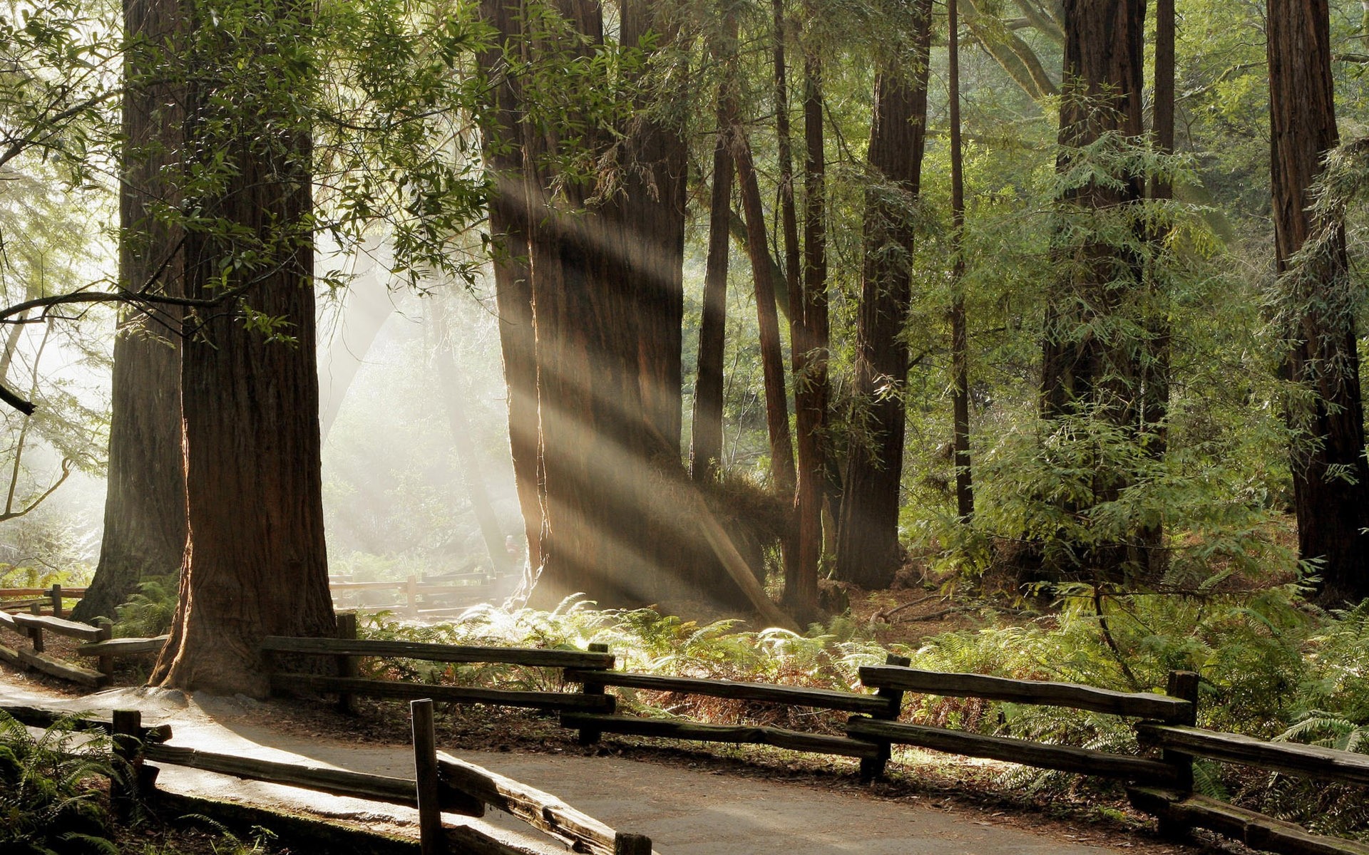 outono madeira árvore natureza paisagem folha parque luz ao ar livre guia ambiente viagem névoa estrada flora cenário