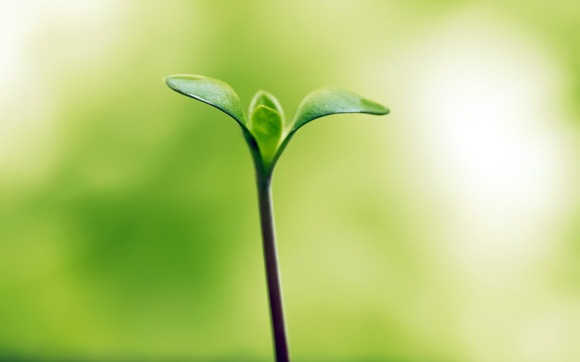 plants leaf flora growth nature garden blur environment flower plant