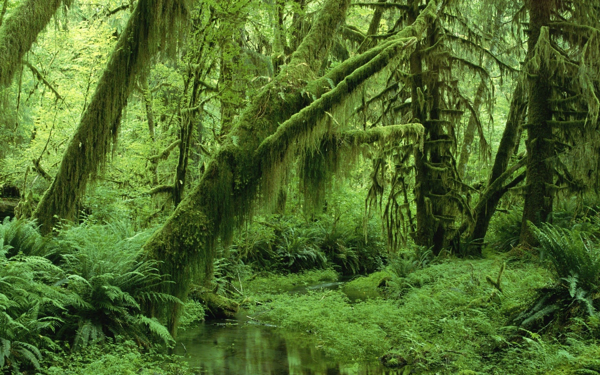 paysage bois nature feuille forêt tropicale arbre mousse paysage fern sauvage luxuriante parc flore environnement automne jungle voyage eau croissance scénique arbres