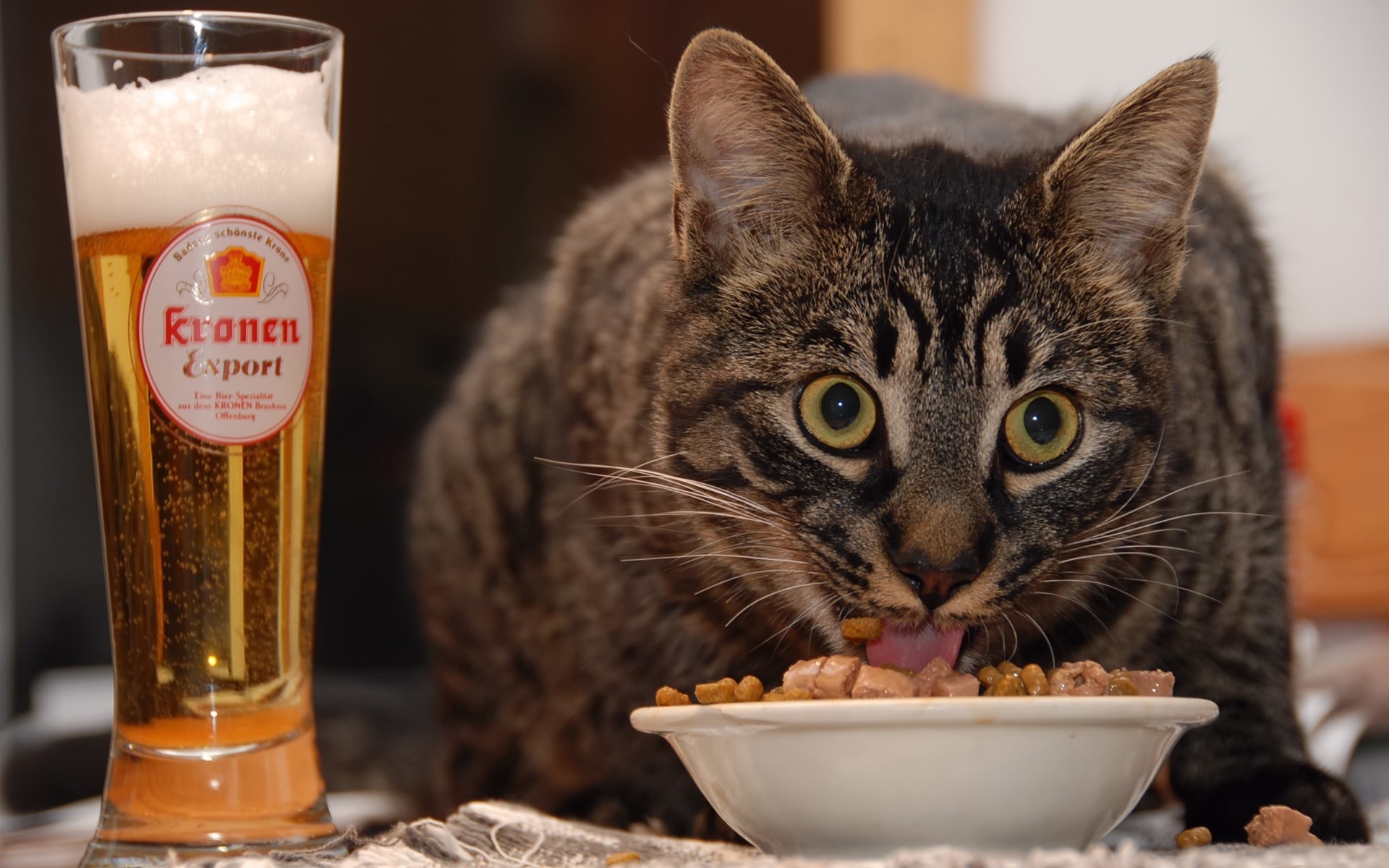 gatos beber gato retrato comida cerveja animais