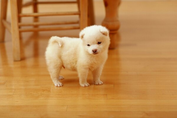 Cute sleepy puppy is standing on the floor