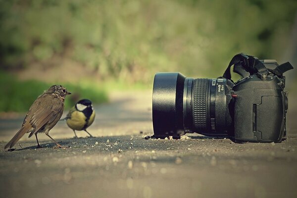 Two birds near the camera