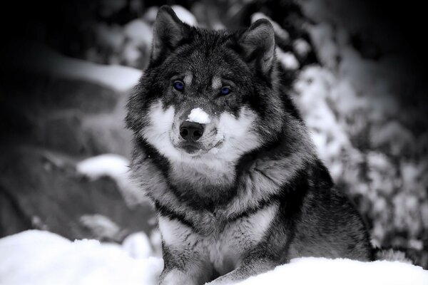 Photo of a dog in a snowdrift