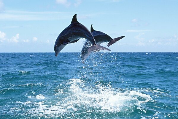 Salto di due delfini in mezzo all oceano