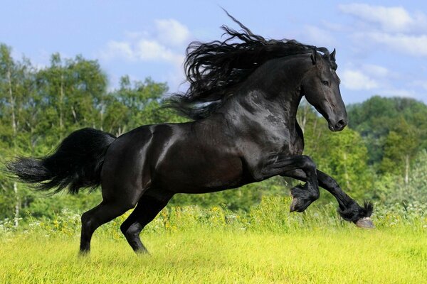 O cavalo negro cavalga pelo campo