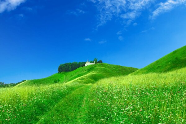 Beautiful pasture in meadows