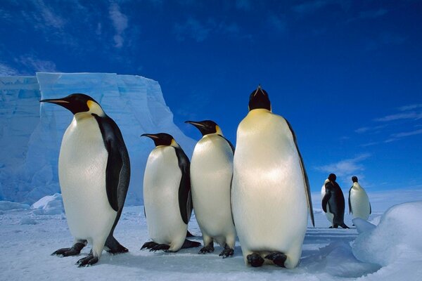 Penguins on a frosty Antarctic day