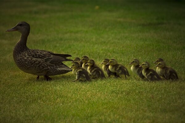 Duck and ducklings walk on the green grass