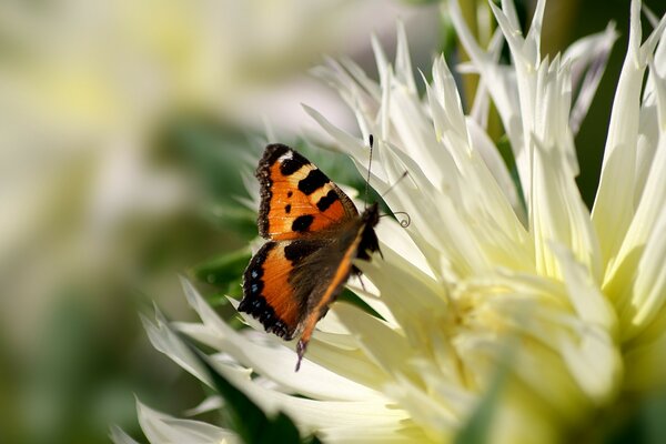 L orticaria a farfalla raccoglie il polline dal fiore