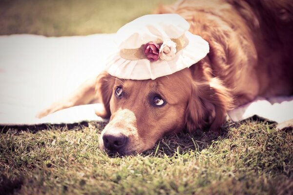 Lady-dog in a hat