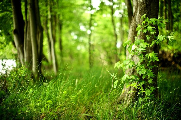 Herbe verte dans la forêt sur fond