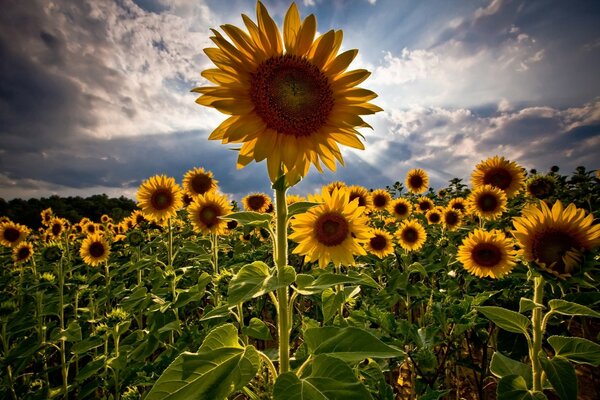 Image sur le bureau photo de tournesol